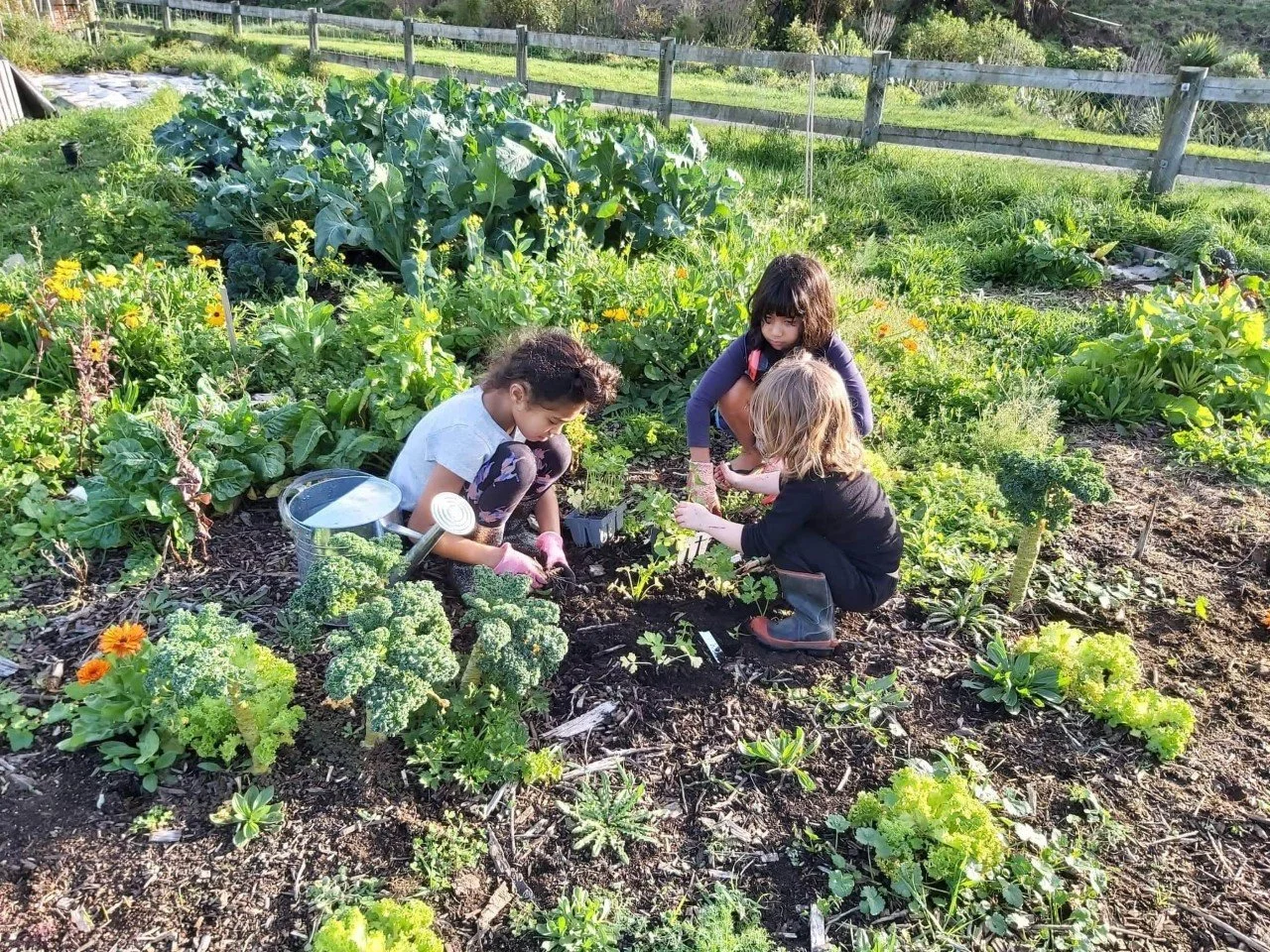 Community Garden Marfell.jpeg