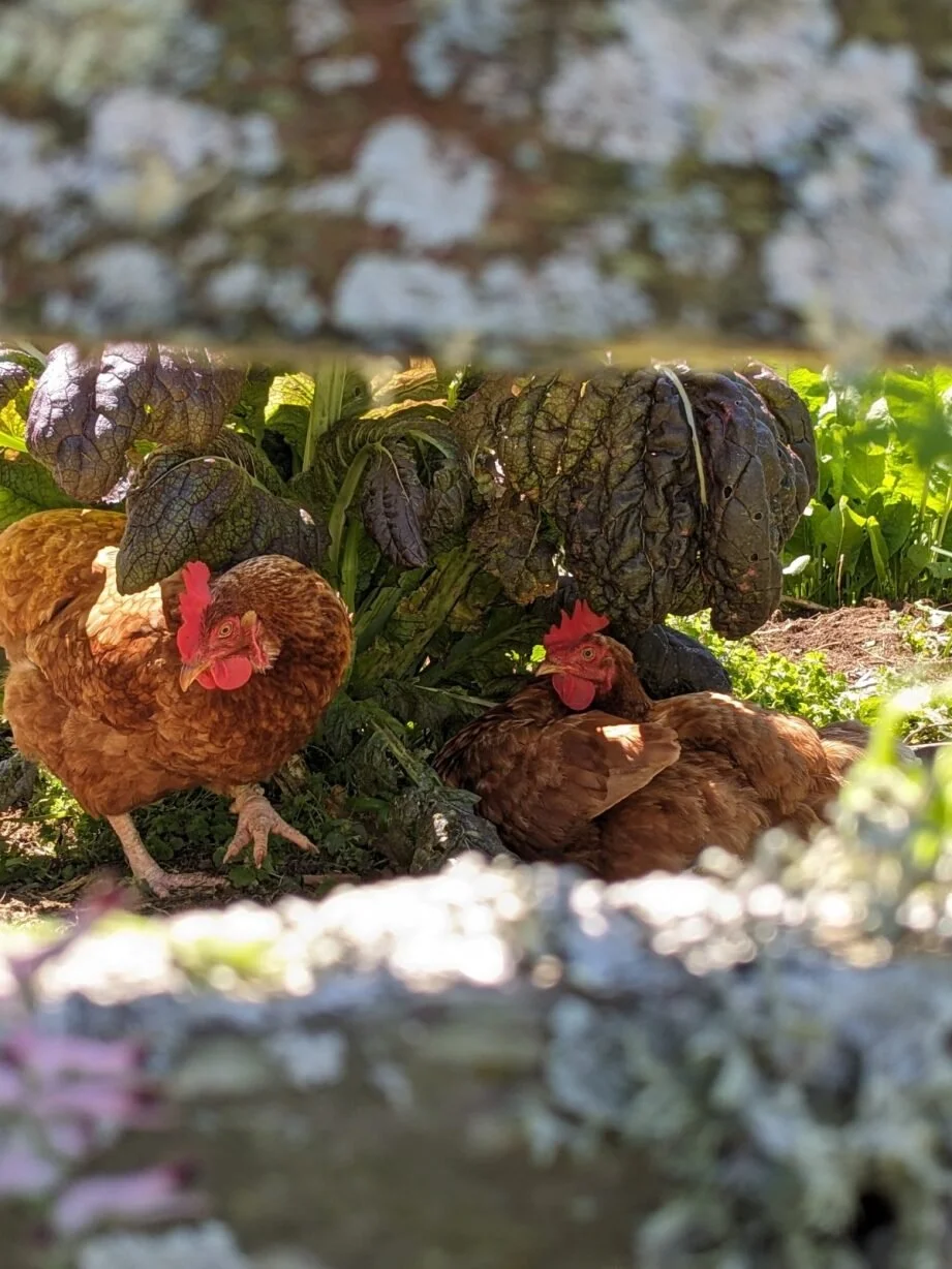 Nells chickens.jpeg