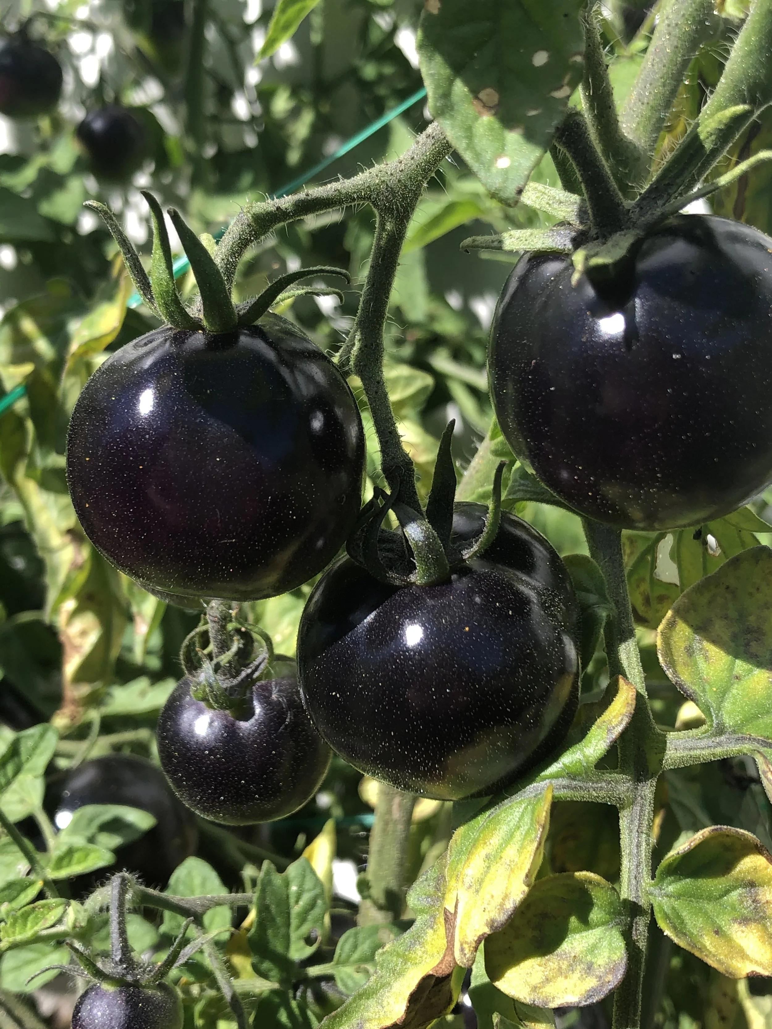Nells black tomato.jpeg