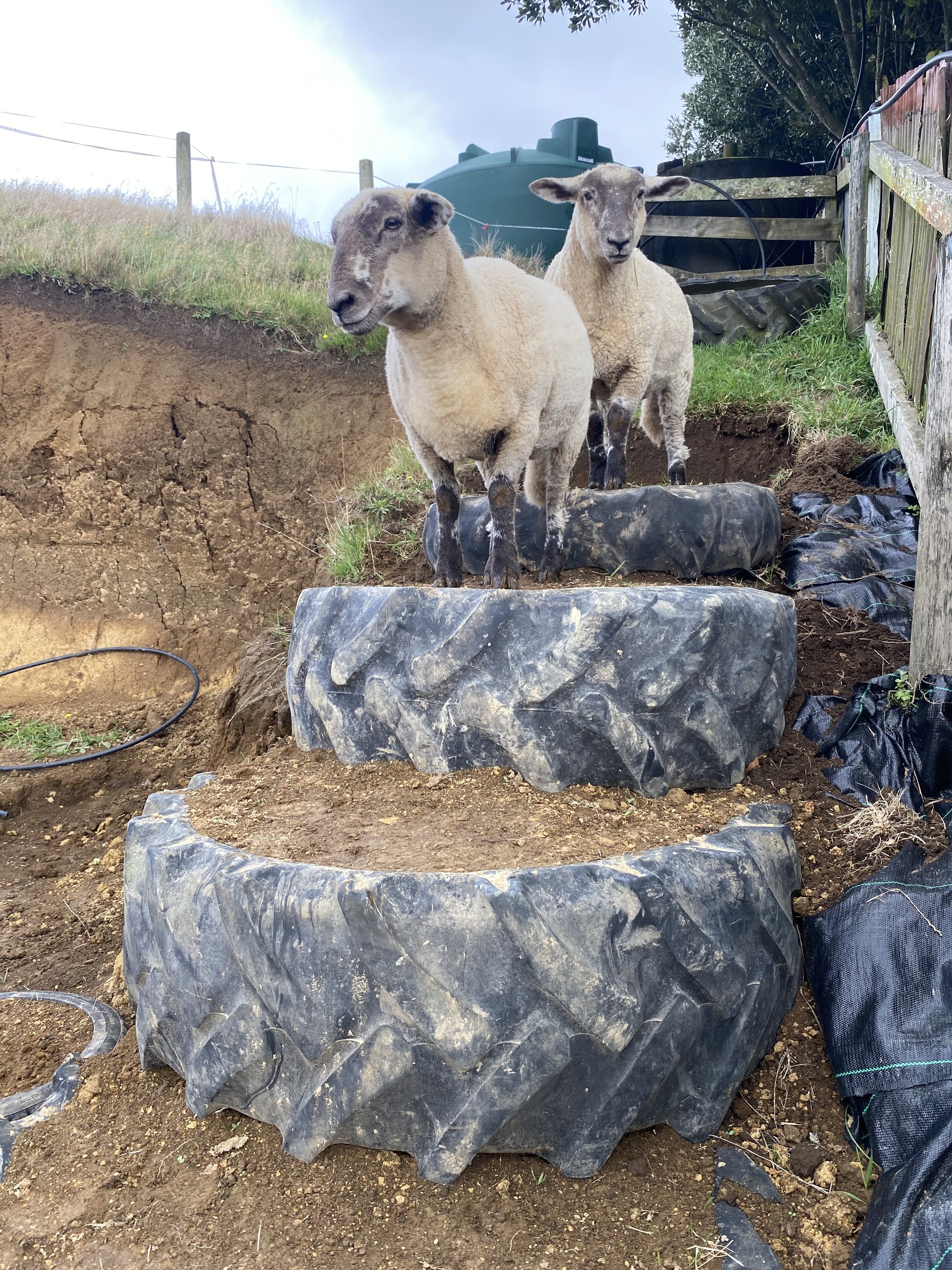 Little Insect Farm .jpeg