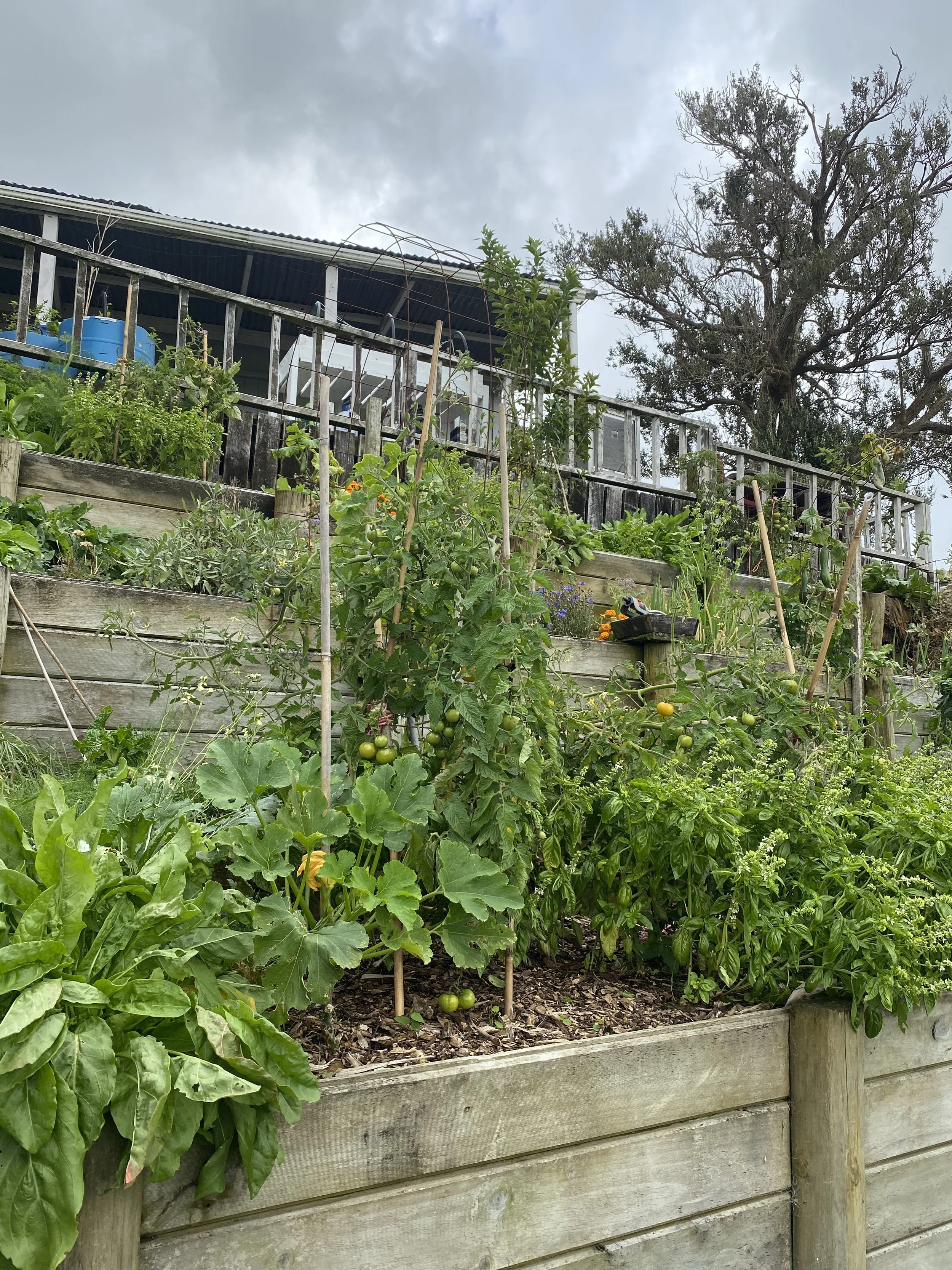 Little Insect Farm (1).jpeg