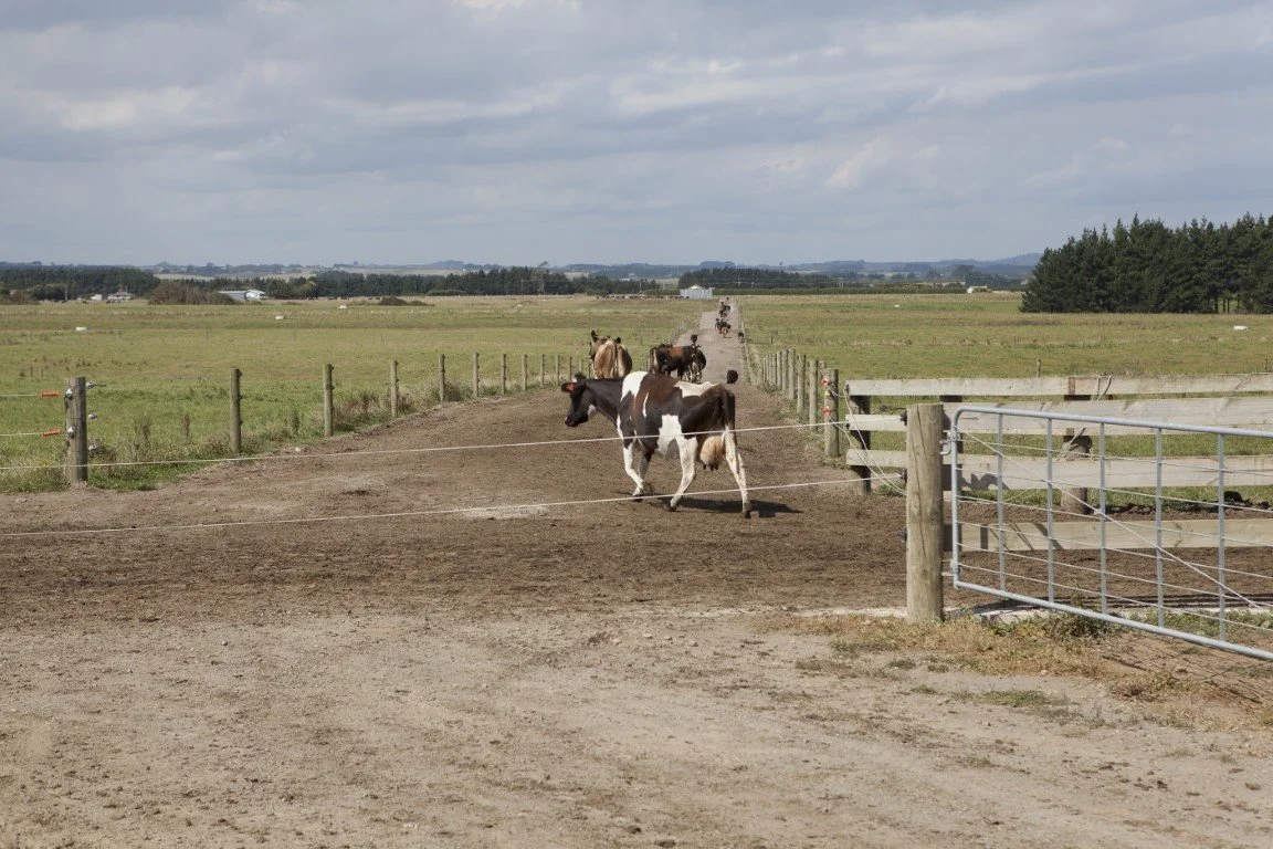 Farm7_Fonterra_Farm_7_Visit_1614 (Medium).jpg