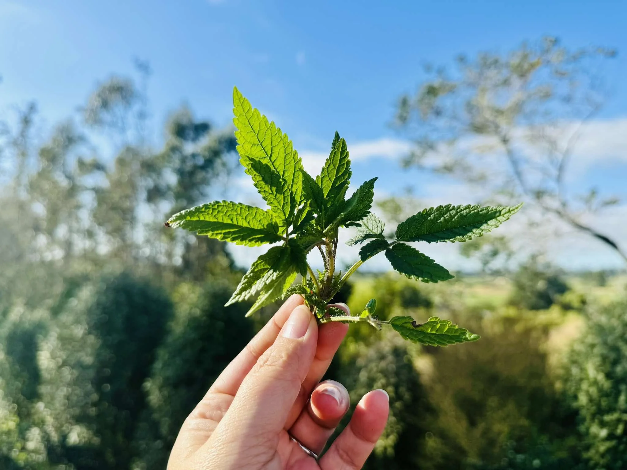 HERBS & MEDICINAL
