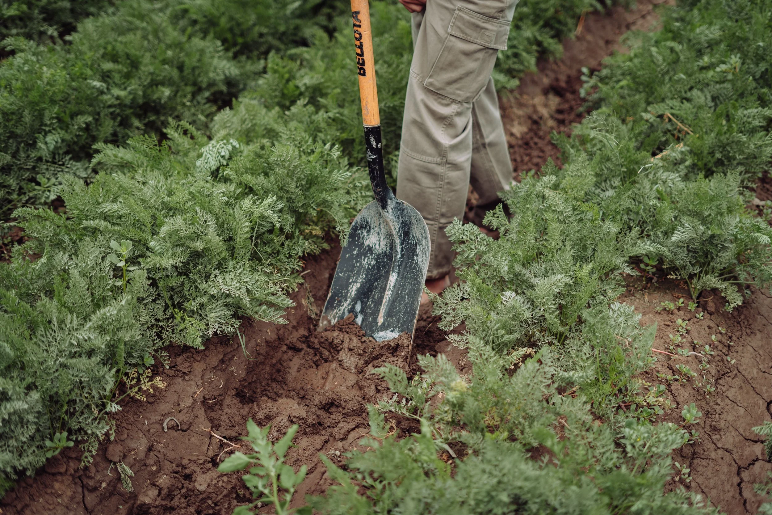 GOOD SOIL