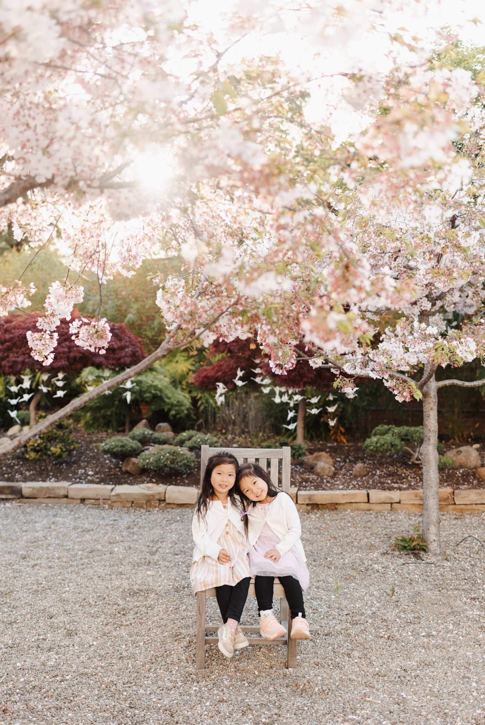 bay area cherry blossom photoshoot family photographer young soul photography  16.jpg