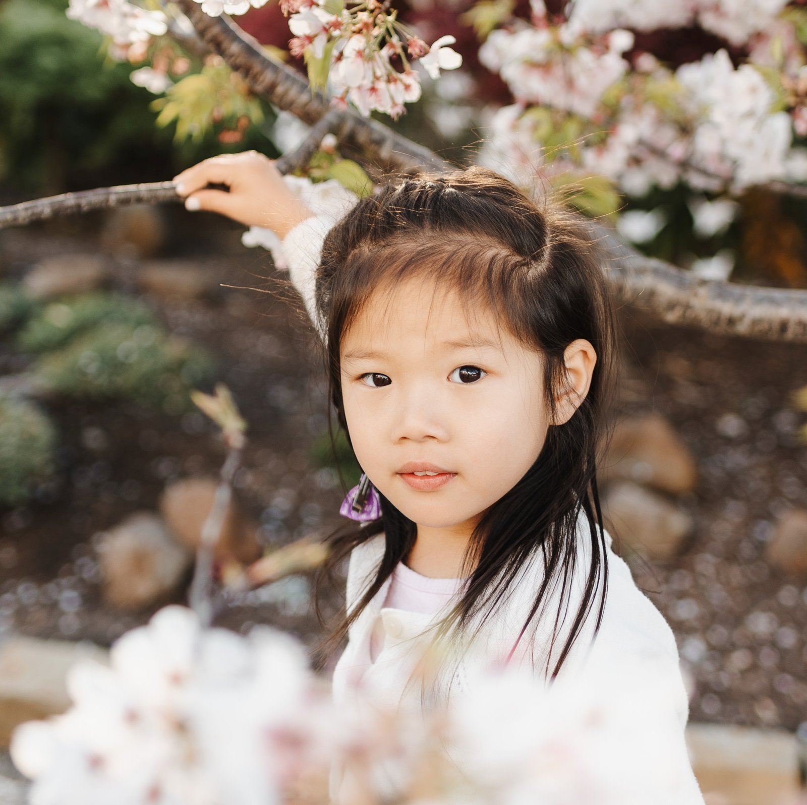 bay area cherry blossom photoshoot family photographer young soul photography  13.jpg