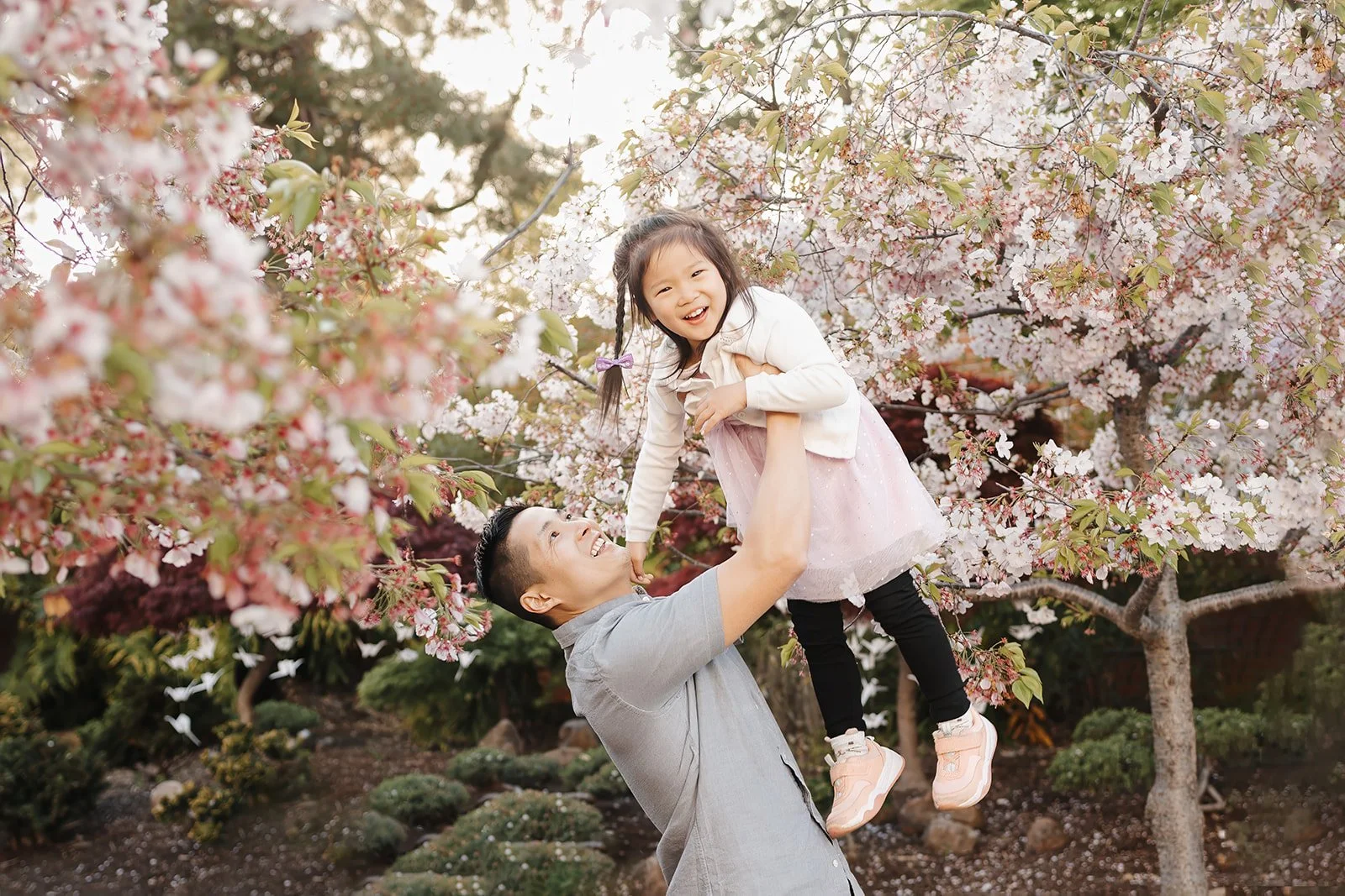 cherry blossom photos bay area