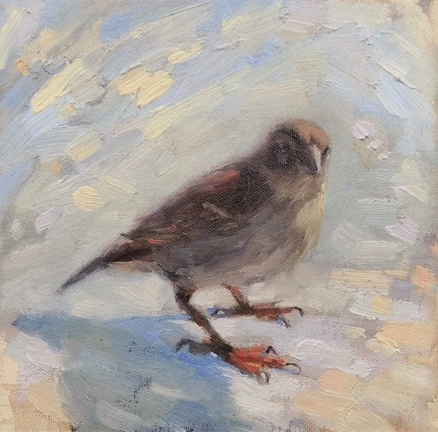Sparrow.jpg
