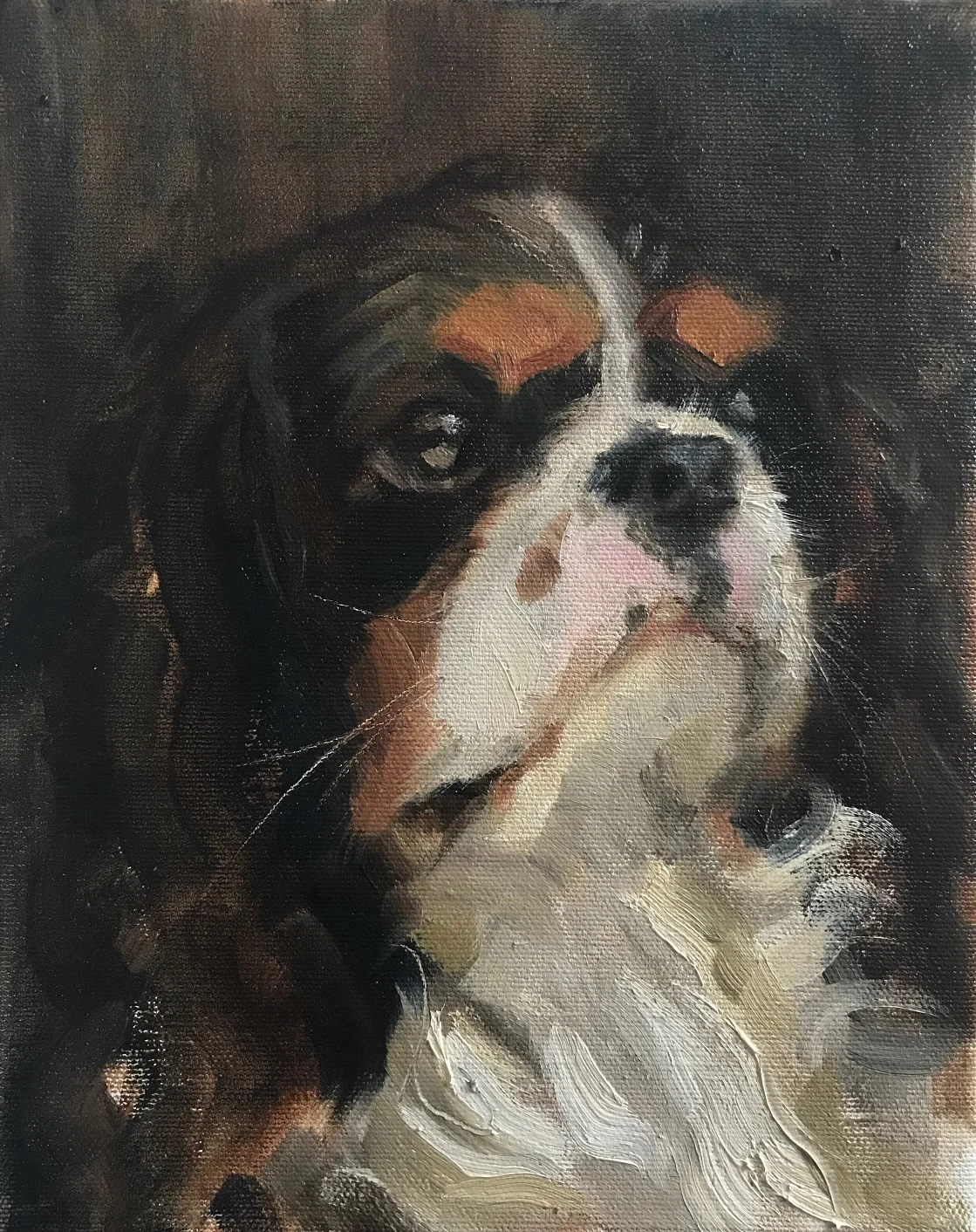 Pet_Portrait_Freddi_.jpg