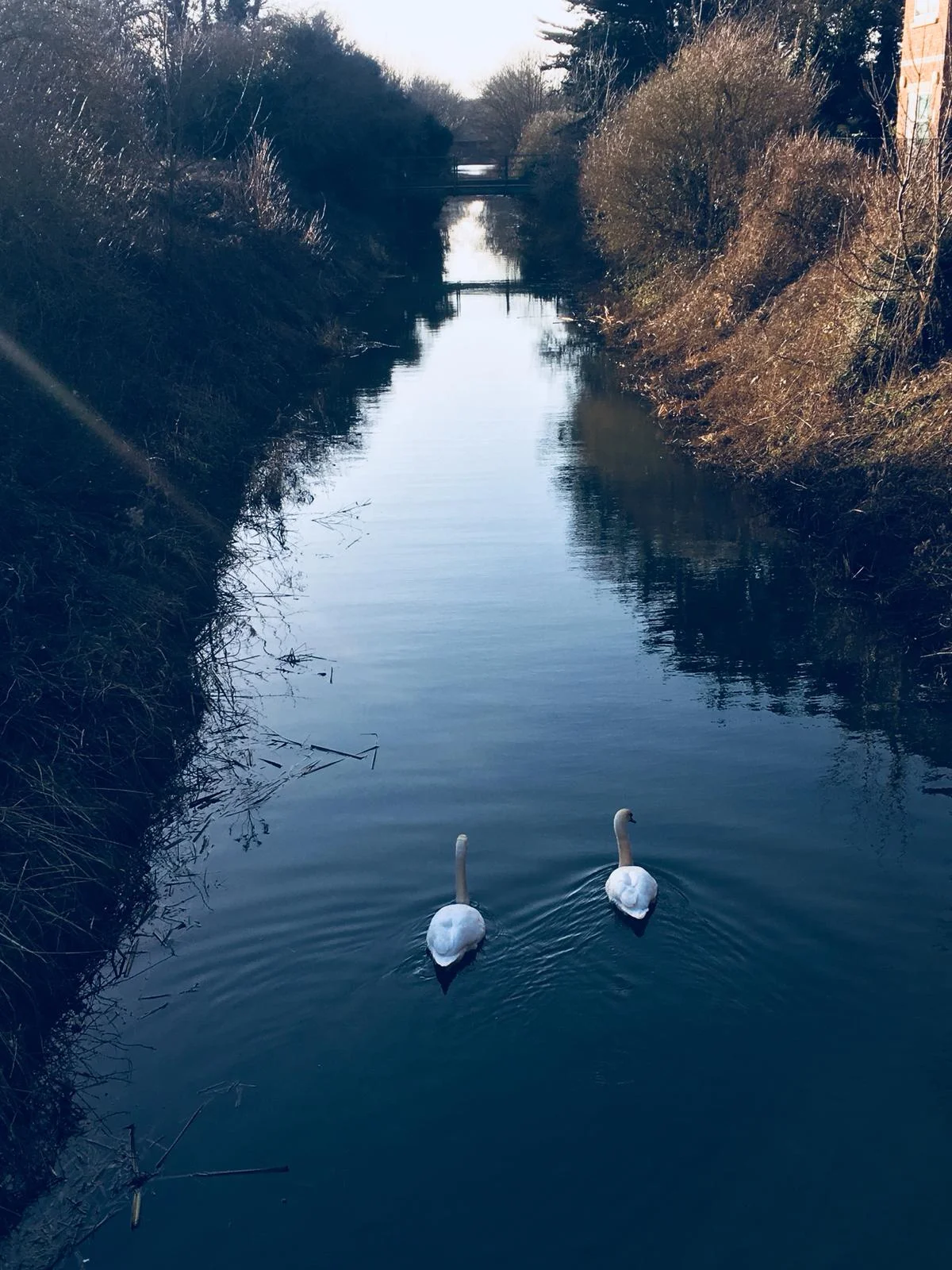 (Olivia-Kate - 2019)