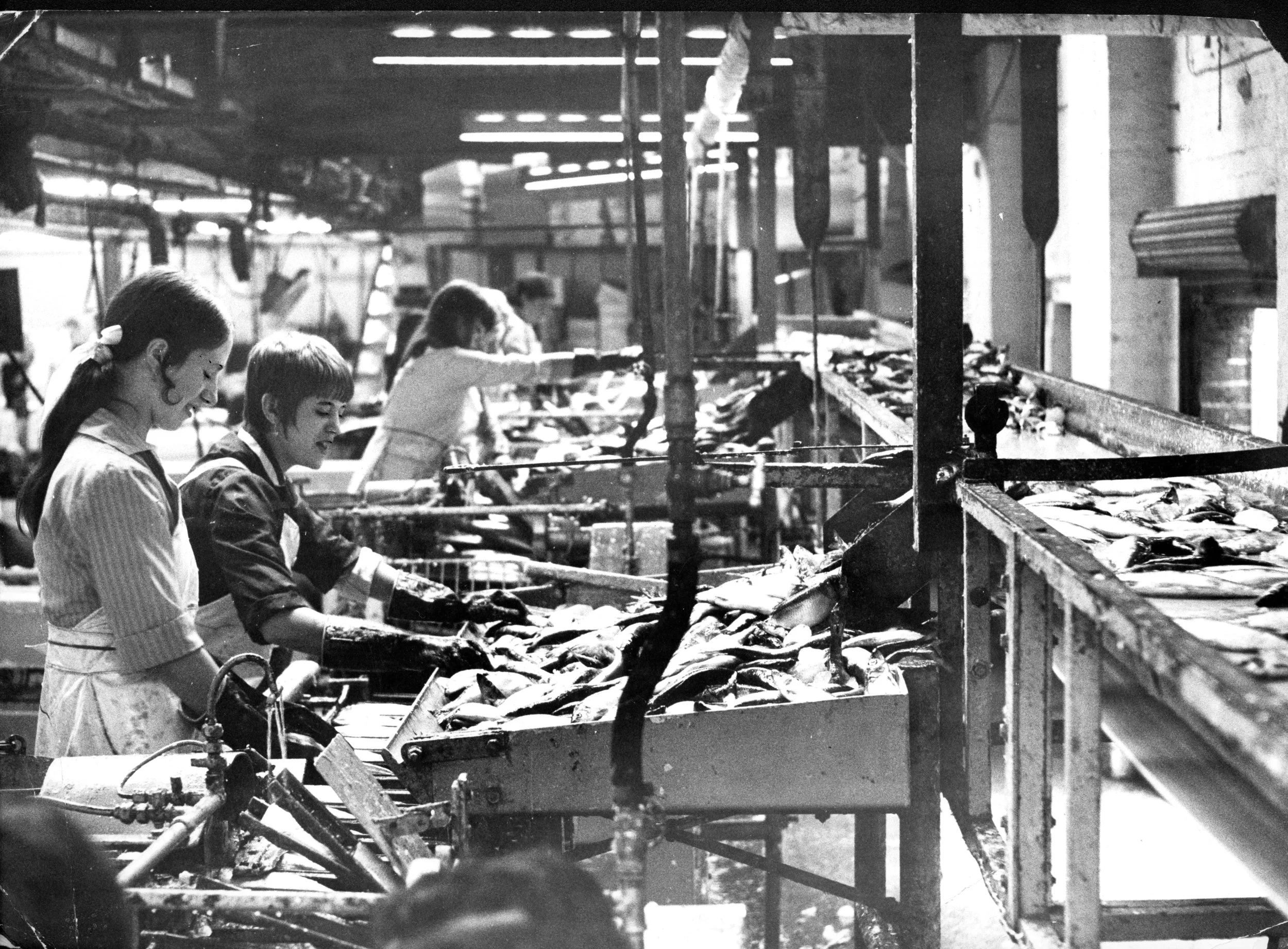 Machines top and split the herrings, 1960’s. Commissioned by Hull Daily Mail.