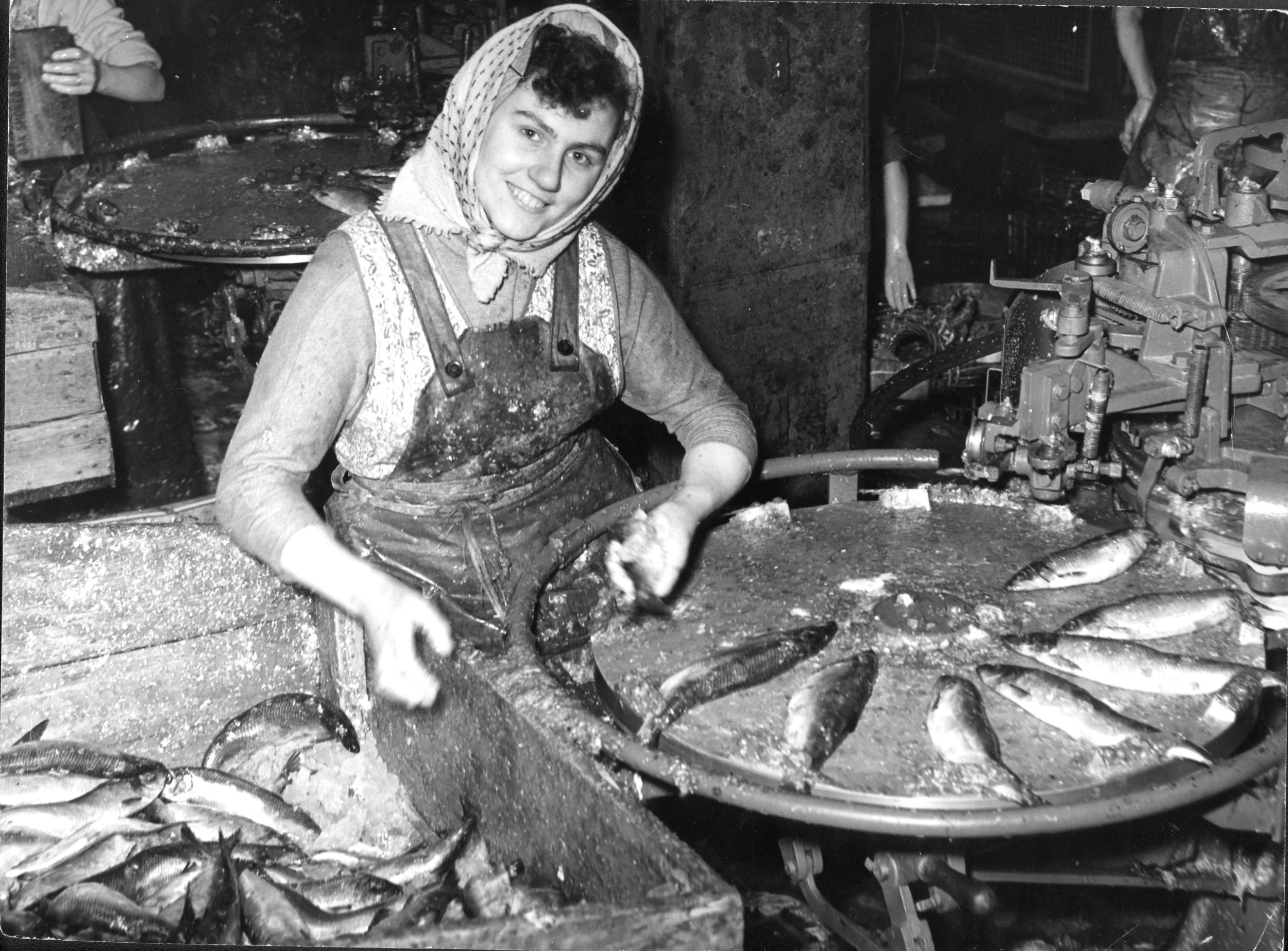 Norwegian herring arriving in Hull, first day rush at Gipsyville curing house, 1950’s. Commissioned by Hull Daily Mail.