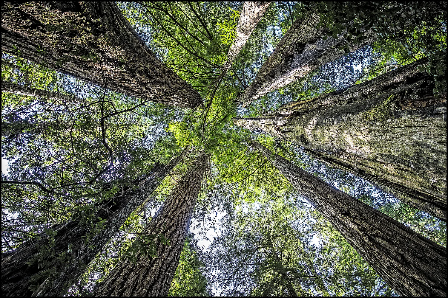 Redwood National Park, CA