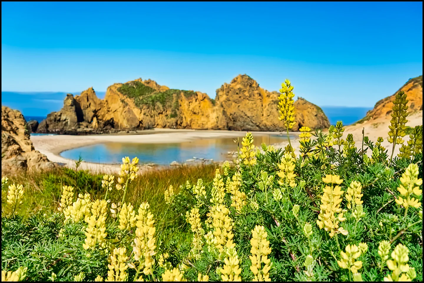 Yellow Lupine from the beach at Big Sur, CA
