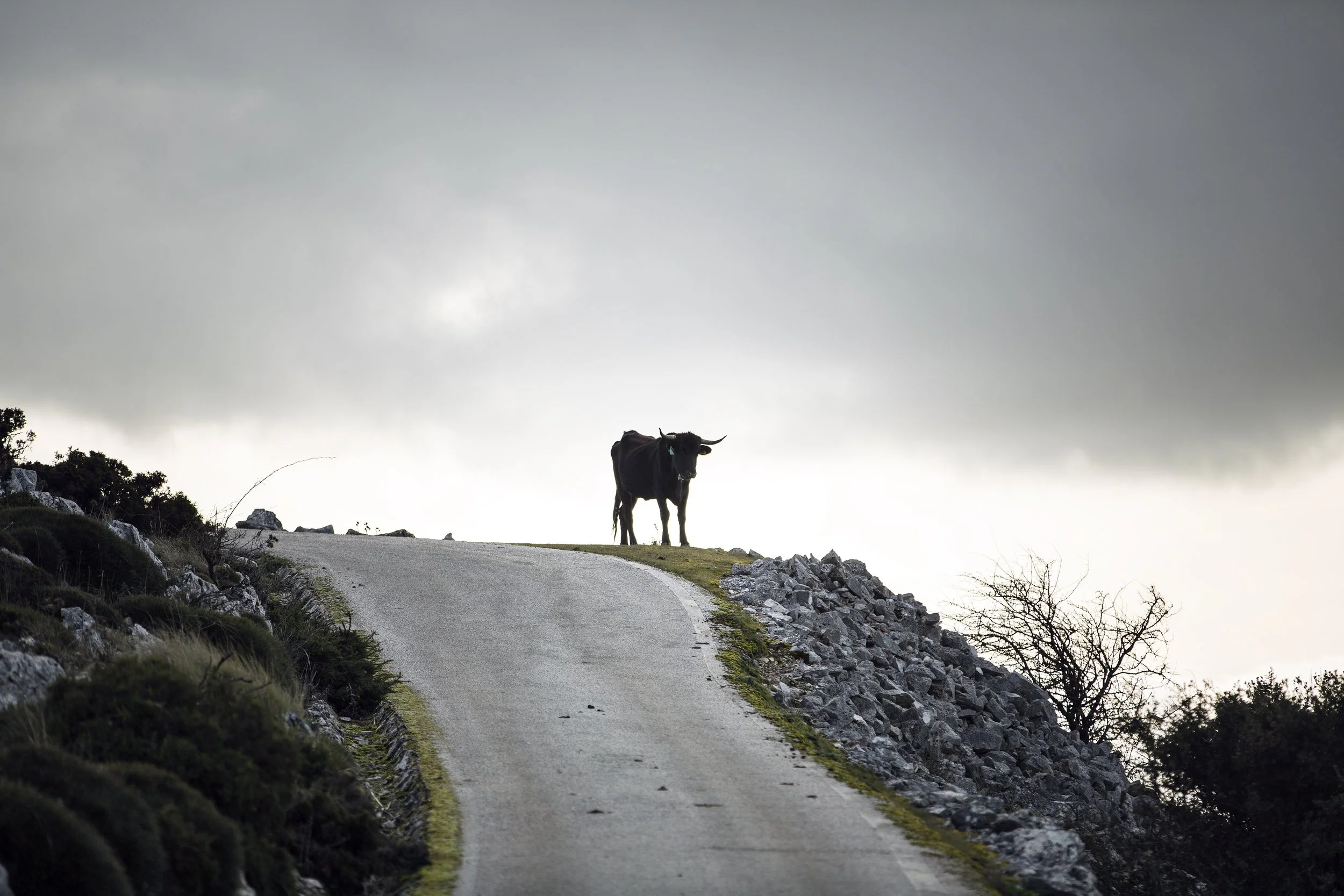 A bull, not a troll. Image by Paul Calver.