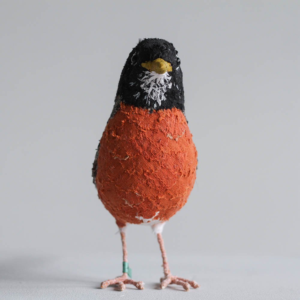 AmericanRobin8_sml.jpg