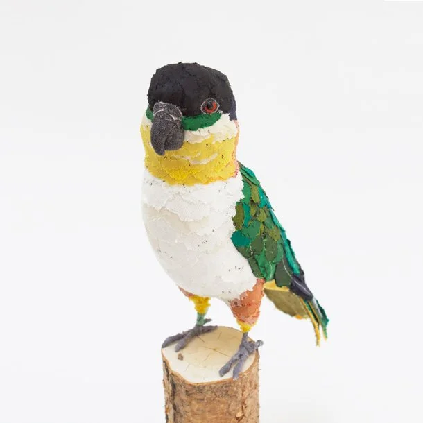 black_headed_caique2_sml.jpg