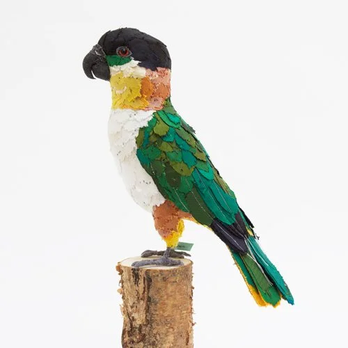black_headed_caique_sml.jpg