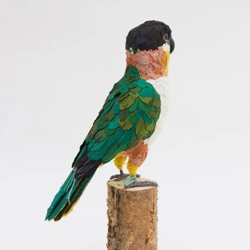 black_headed_caique6_sml.jpg