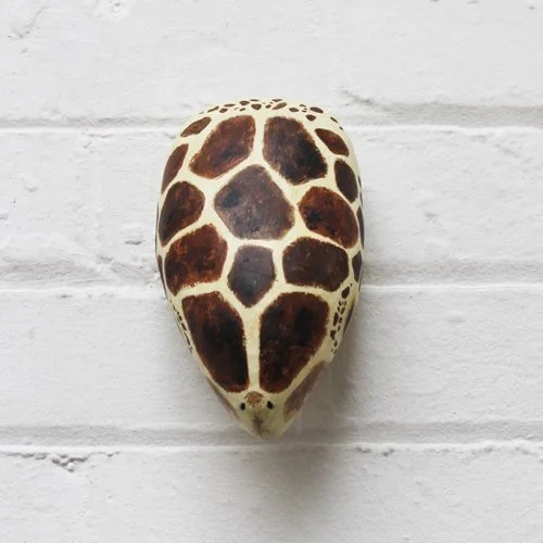 seaturtle4_sml.jpg