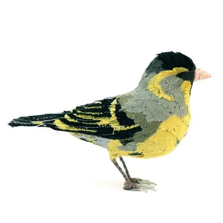 Siskin_side_sml.jpg