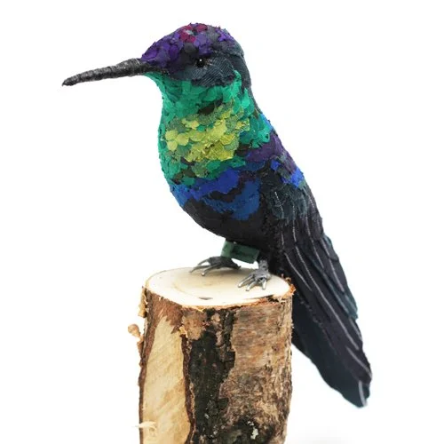 violet_crowned_woodnymph2_sml.jpg