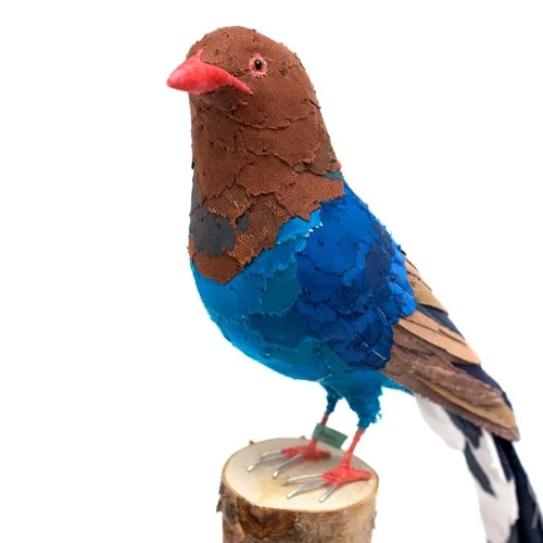 Sri_lanka_blue_magpie3_sml.jpg