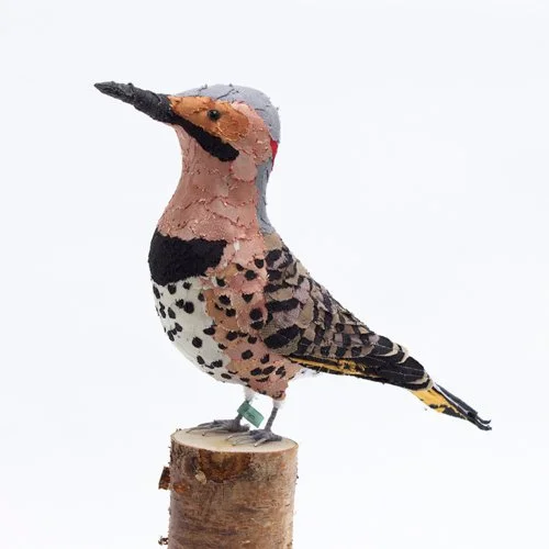 Copy of northern_flicker_sml.jpg