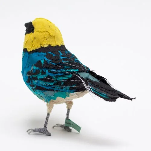 Saffron_crowned_tanager5_sml.jpg
