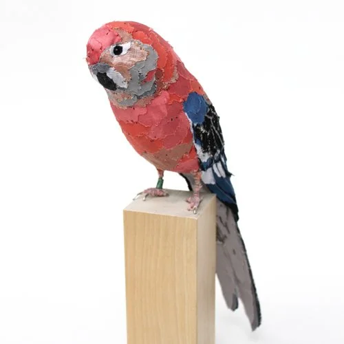 BourkesParakeetPerched3_sml.jpg