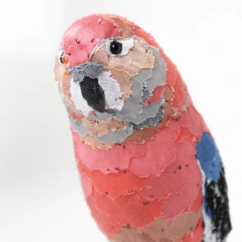 BourkesParakeetPerched5_sml.jpg