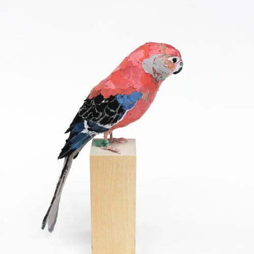 BourkesParakeetPerched2_sml.jpg
