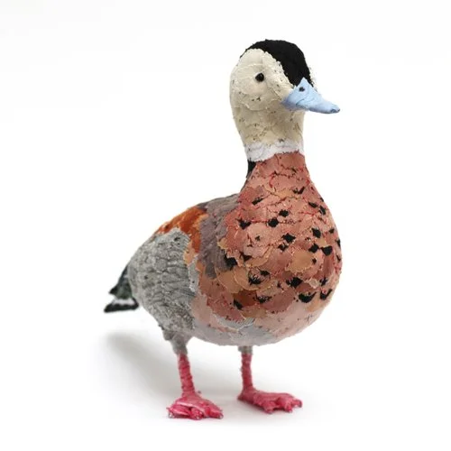 Ringed_teal6_sml.jpg