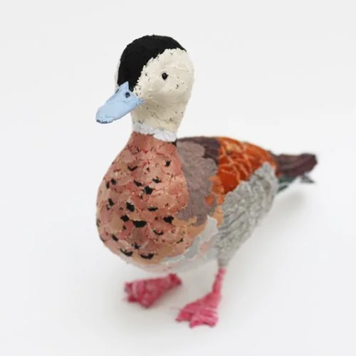 Ringed_teal_sml.jpg