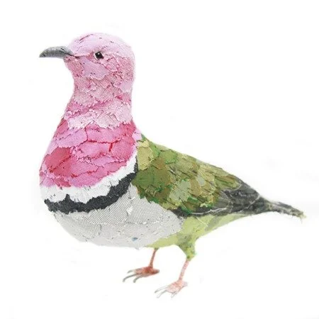 pink_headed_fruit_dove_sml.jpg