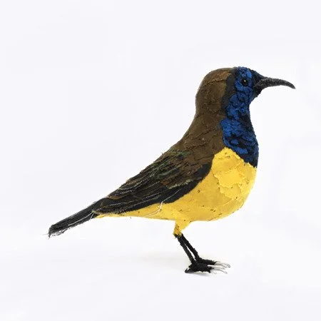 olive_backed_sunbird04_sml.jpg