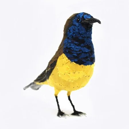 olive_backed_sunbird02_sml.jpg