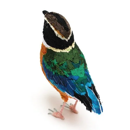 blue_winged_pitta05_sq_sml.jpg