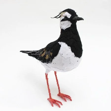 lapwing_04_sq_sml.jpg