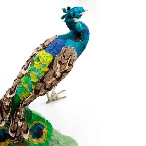 peacock_web3.jpg