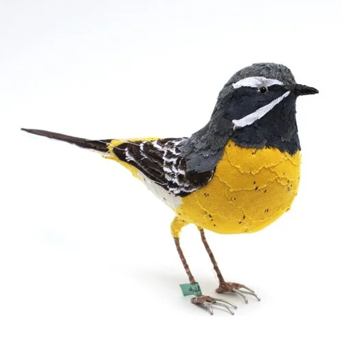 greywagtail3_sml.jpg