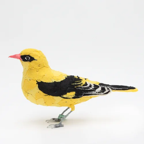 golden_oriole2_sml.jpg