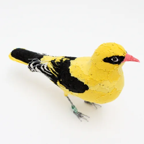 golden_oriole3_sml.jpg