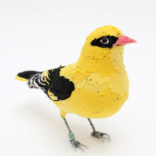 golden_oriole5_sml.jpg