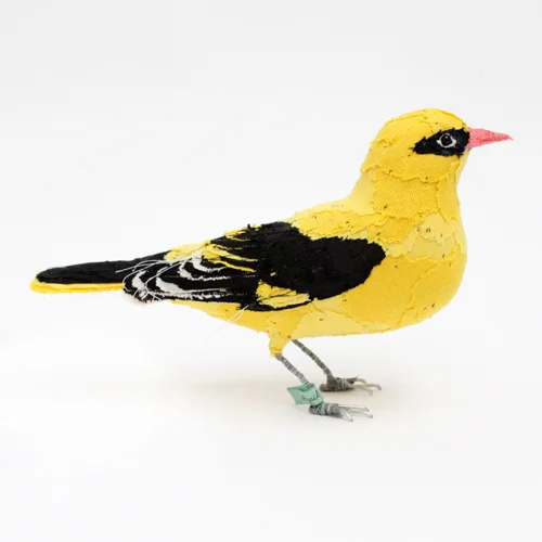 golden_oriole6_sml.jpg