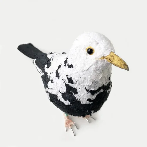 PartialAlbinoBlackbird3_sml.jpg