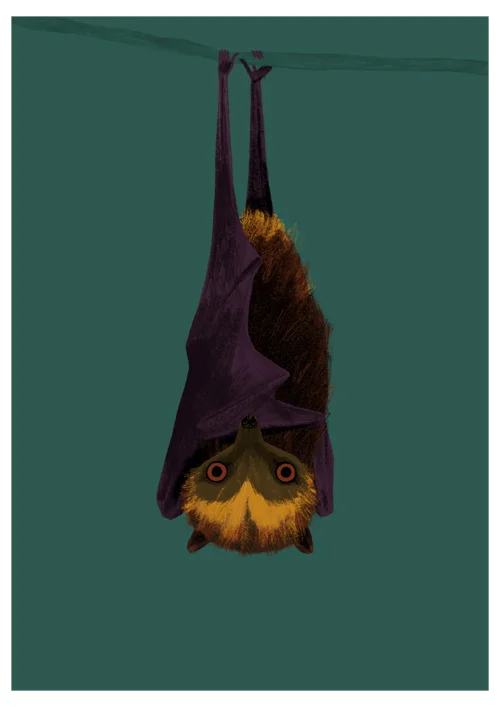 A4_MauritiusFruitBat_sml.jpg