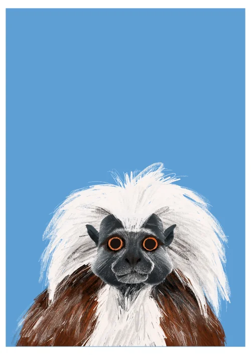 A4_CottonTopTamarin_sml.jpg