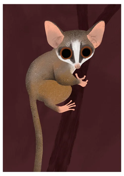 A4_RondoDwarfGalago_sml.jpg