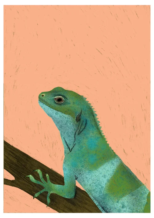 A4_FijiBandedIguana_sml.jpg